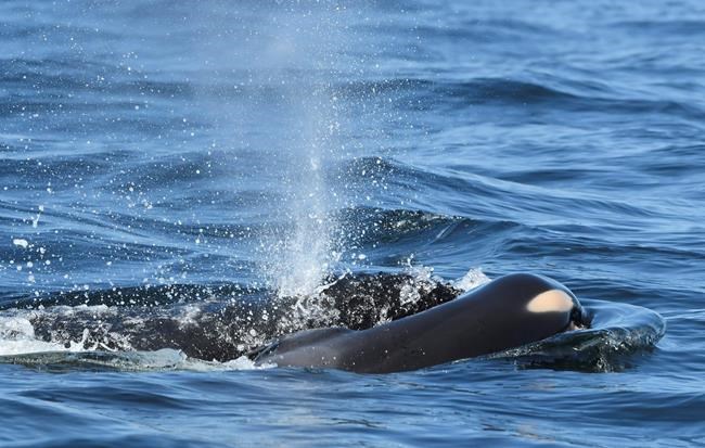 Orca carries dead calf for week during 'deep grieving' | iNFOnews.ca
