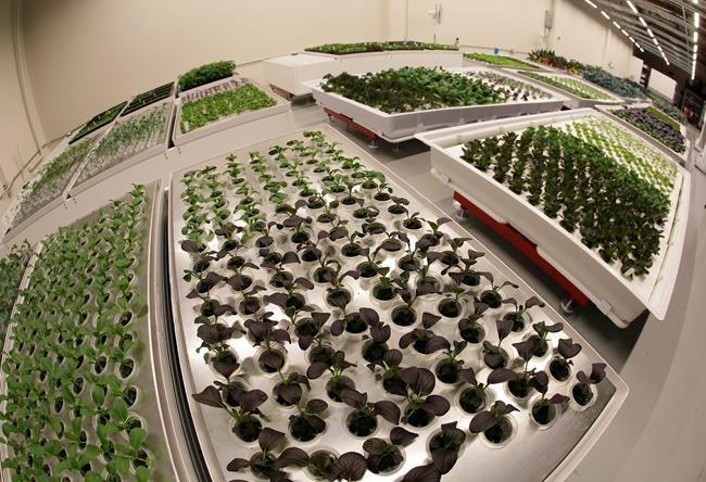 Meet the farmers of the future: Robots | iNFOnews.ca