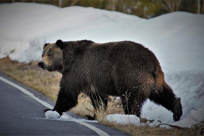 Scientists: Grizzlies expand turf but still need protection | iNFOnews.ca