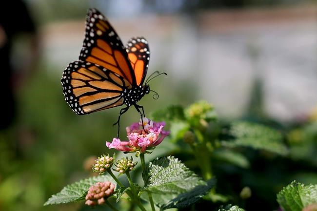 California's monarch butterflies critically low for 2nd year | iNFOnews.ca California's monarch butterflies critically low for 2nd year | iNFOnews.ca