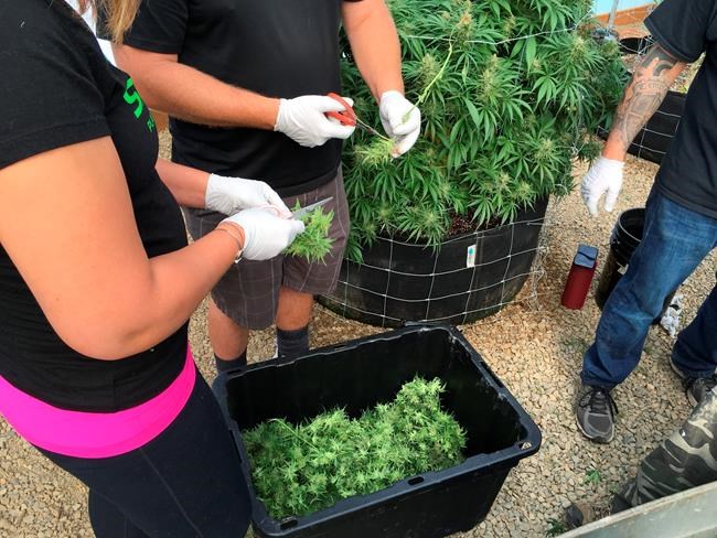 Oregon pot growers now must notify officials about harvests | iNFOnews.ca
