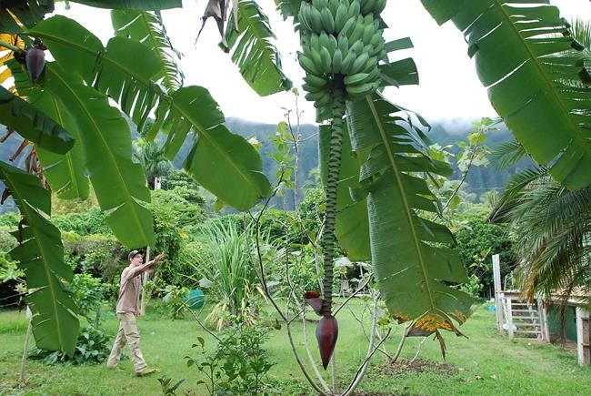 Hawaii aims to be 1st to help farmers get certified organic | iNFOnews.ca
