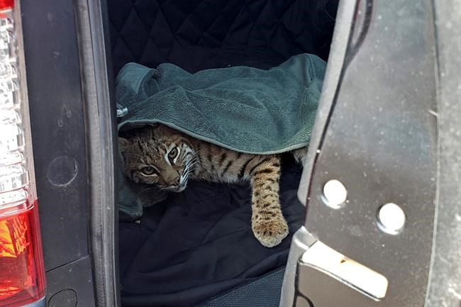 Colorado driver puts injured bobcat in car next to child | iNFOnews.ca