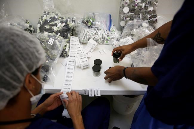 Need a legal pot shop in California? Grab your smartphone | iNFOnews.ca Need a legal pot shop in California? Grab your smartphone | iNFOnews.ca