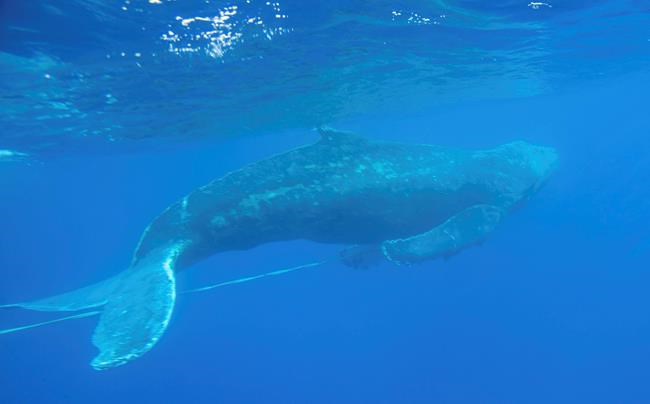 Young humpback whale freed from fishing gear off Hawaii | iNFOnews.ca