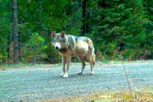 CP1659729765