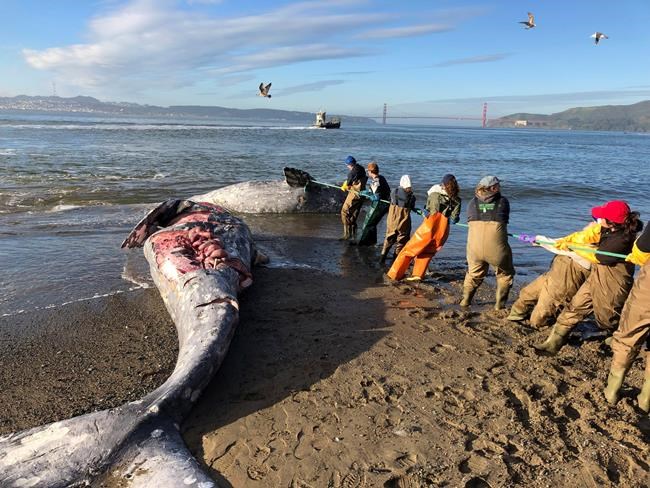 2 dead grey whales wash ashore in San Francisco Bay | iNFOnews.ca 2 dead grey whales wash ashore in San Francisco Bay | iNFOnews.ca