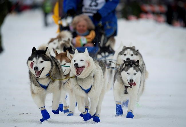 Iditarod sled dog race across Alaska kicks off this weekend | iNFOnews.ca Iditarod sled dog race across Alaska kicks off this weekend | iNFOnews.ca