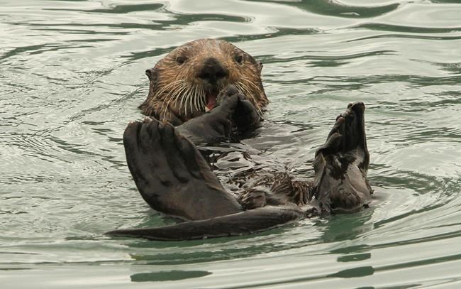 Alaska fishermen: Sea otter comeback is eating into profits | iNFOnews.ca Alaska fishermen: Sea otter comeback is eating into profits | iNFOnews.ca