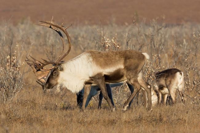 Alaska biologists research mystery of declining caribou herd | iNFOnews.ca
