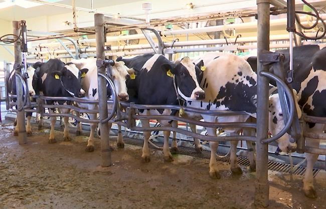 Researchers feed seaweed to dairy cows to reduce emissions | iNFOnews.ca CP599163396