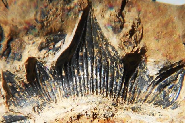 ‘Godzilla’ shark discovered in New Mexico gets formal name | iNFOnews.ca