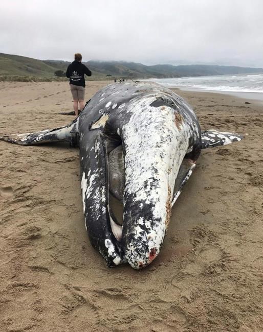 13th dead whale of the year washes ashore near San Francisco | iNFOnews.ca 13th dead whale of the year washes ashore near San Francisco | iNFOnews.ca