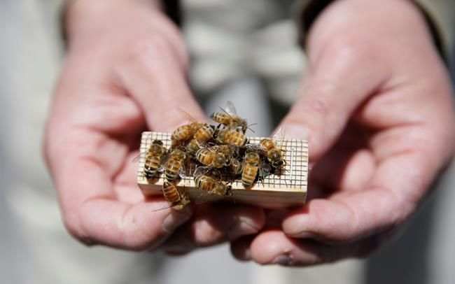 San Francisco hotels build beehives for honey, awareness | iNFOnews.ca