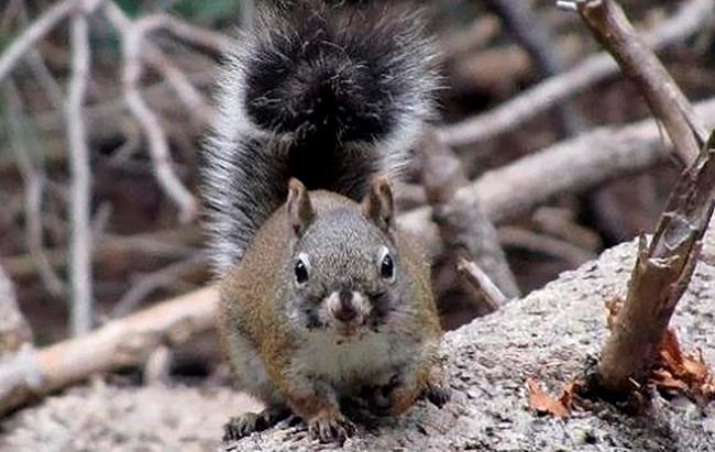 Survey finds gain in endangered red squirrel population | iNFOnews.ca