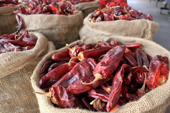 New Mexico chile plant selected to be grown in space | iNFOnews.ca