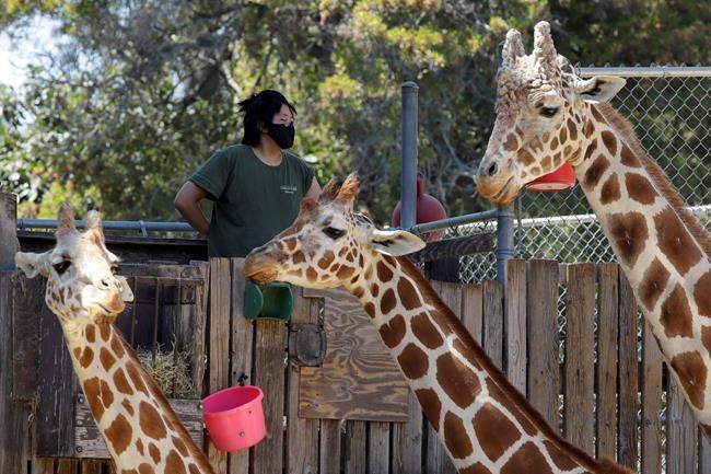 Financially struggling zoos could be latest pandemic victims | iNFOnews.ca