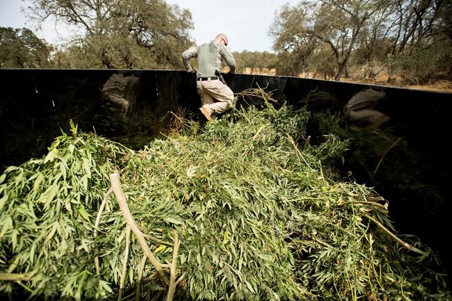 Rush of pot grows splits rural California before legal sales | iNFOnews.ca