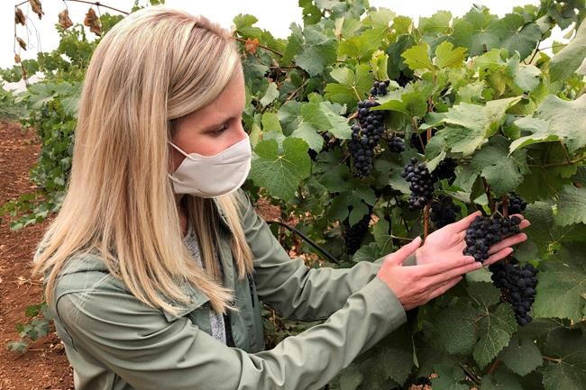 Wildfires taint West Coast vineyards with taste of smoke | iNFOnews.ca