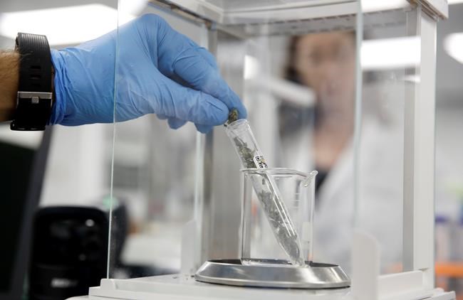 Higher percentage of California pot passing safety tests | iNFOnews.ca