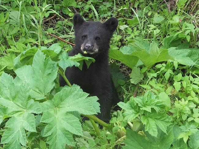 What does a bear do in the Alaska woods? Disperse seeds | iNFOnews.ca What does a bear do in the Alaska woods? Disperse seeds | iNFOnews.ca