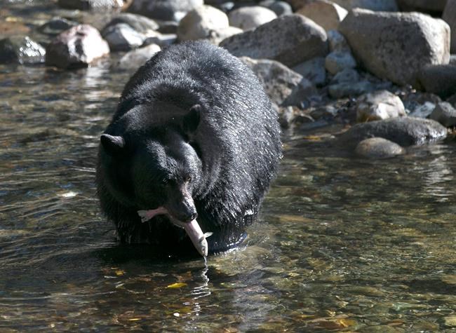 Nevada bear biologist gets protective order against activist | iNFOnews.ca