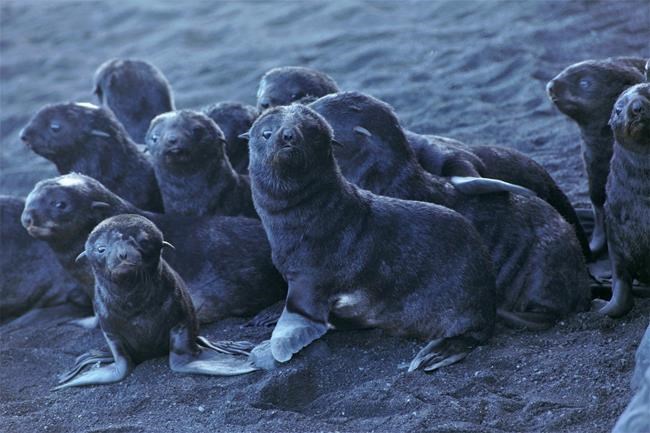 Home sweet volcano: Alaska fur seals thrive at unlikely spot | iNFOnews.ca Home sweet volcano: Alaska fur seals thrive at unlikely spot | iNFOnews.ca