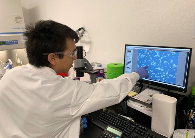 Under a microscope: Startups grow meat in lab, face scrutiny | iNFOnews.ca Under a microscope: Startups grow meat in lab, face scrutiny | iNFOnews.ca