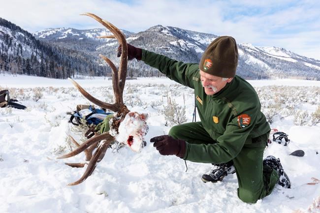 After wolves rebound across US West, future up to voters | iNFOnews.ca After wolves rebound across US West, future up to voters | iNFOnews.ca