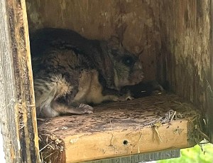 A northern flying squirrel is tucked inside a bluebird nesting box.