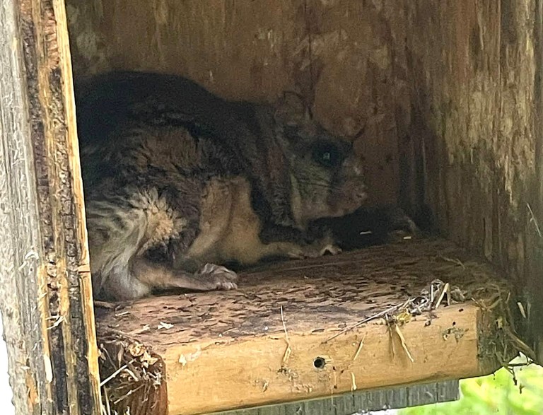 A northern flying squirrel is tucked inside a bluebird nesting box.