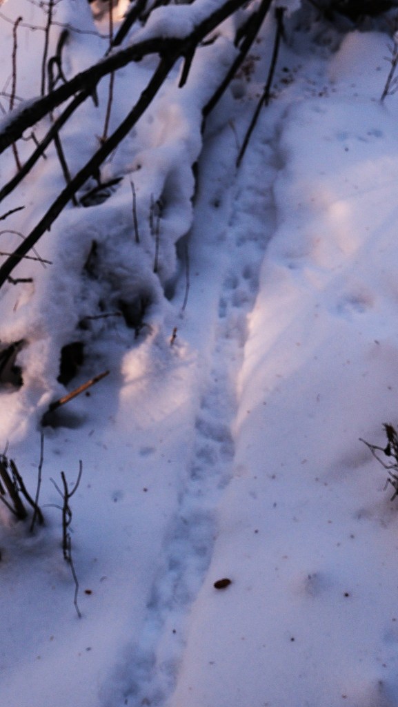 iN PHOTOS: Wild animals make cool tracks in Thompson-Okanagan snow | iNFOnews.ca iN PHOTOS: Wild animals make cool tracks in Thompson-Okanagan snow | iNFOnews.ca