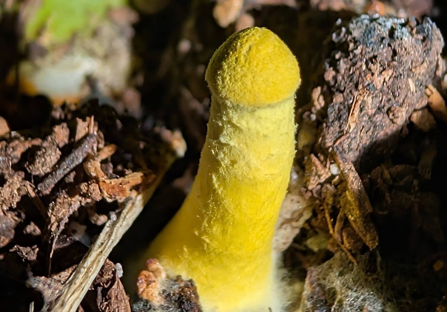 A bright yellow mushroom has a phallic shape.