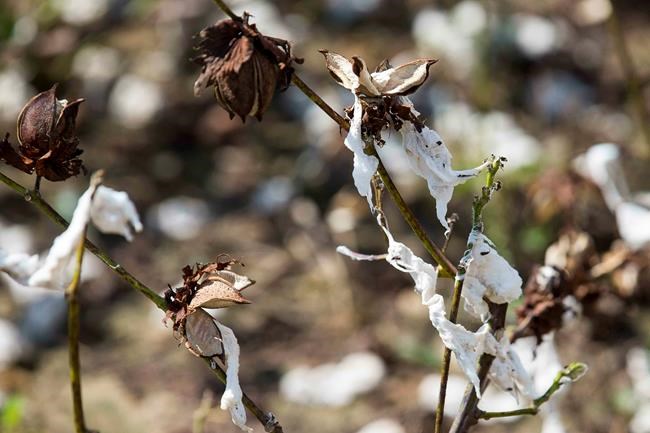 New Mexico led US pecan production after storm hit Georgia | iNFOnews.ca