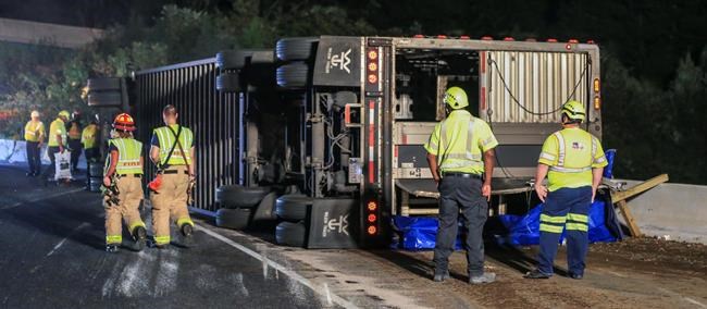 Cattle roundup over: Last cow caught weeks after truck crash | iNFOnews.ca Cattle roundup over: Last cow caught weeks after truck crash | iNFOnews.ca