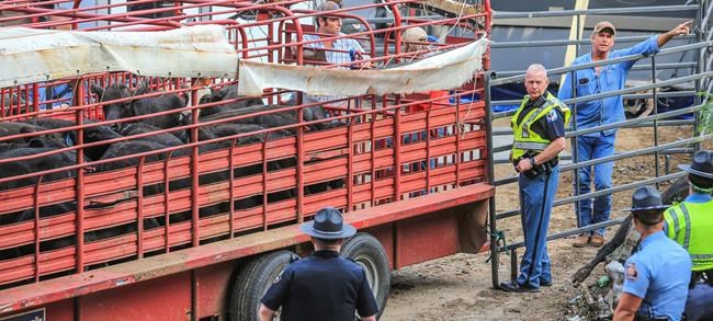 Udder disaster: Cows escape after livestock truck crashes | iNFOnews.ca