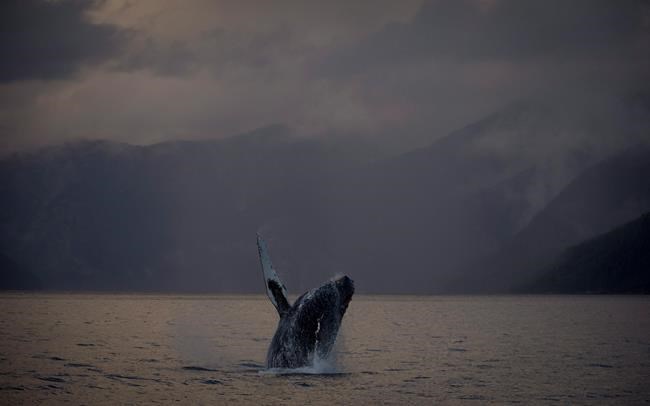 B.C. rescuers, experts concerned about condition of three entangled humpbacks | iNFOnews.ca B.C. rescuers, experts concerned about condition of three entangled humpbacks | iNFOnews.ca