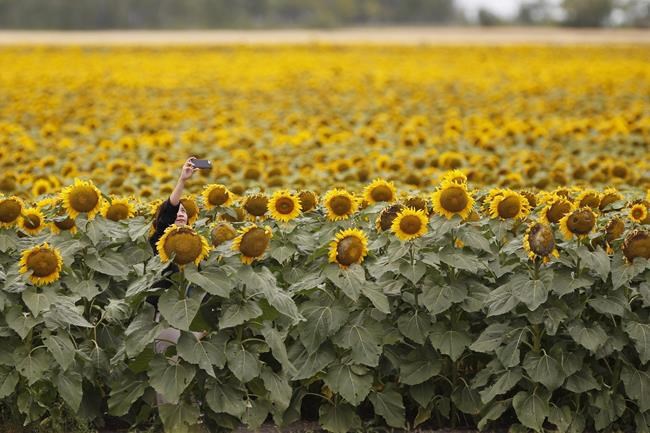 Increase in backyard birdfeeders driving demand for sunflower seeds | iNFOnews.ca