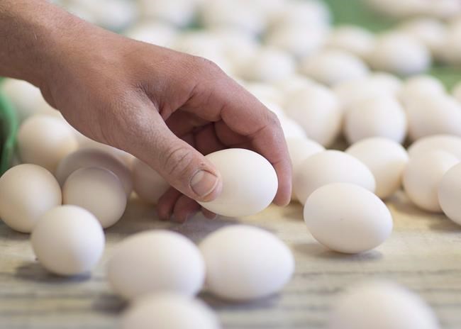 Chicken, eggs both go first as feds roll out COVID-19 food surplus program | iNFOnews.ca