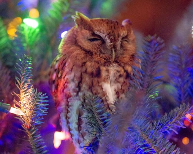 Whoo's there? Georgia family discovers owl in Christmas tree | iNFOnews.ca