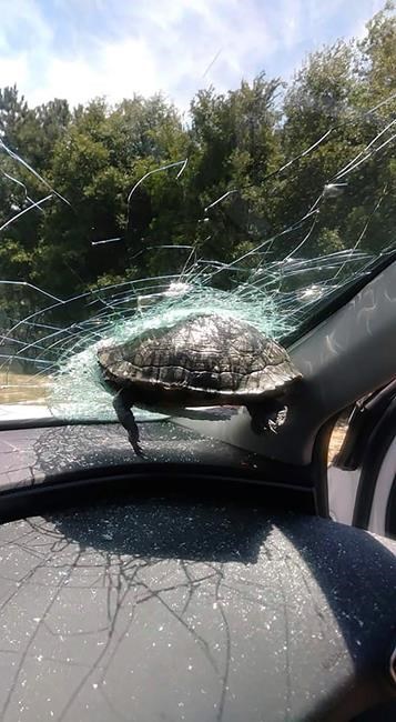 Georgia woman, brother OK after turtle strikes car window | iNFOnews.ca
