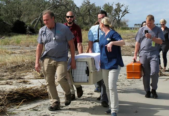 Vets nurse sick bobcat, return it to park where it's needed | iNFOnews.ca