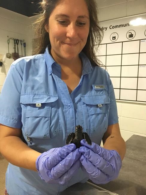 5 sea turtles released after discovery in hotel trash can | iNFOnews.ca 5 sea turtles released after discovery in hotel trash can | iNFOnews.ca