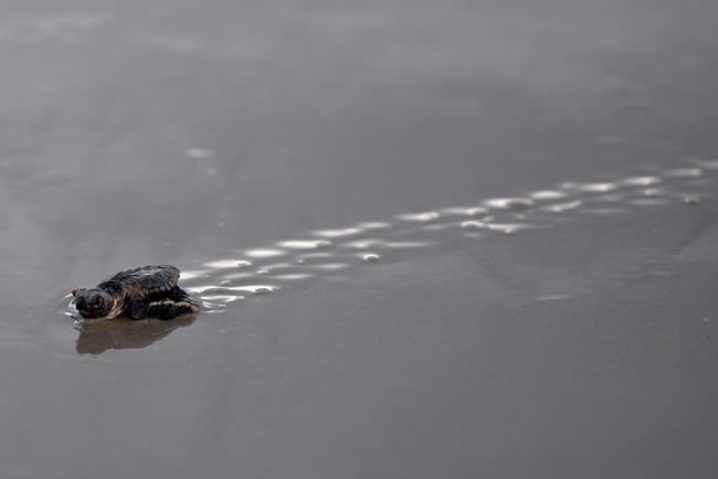 Sea turtles nest at record pace along Georgia coast | iNFOnews.ca Sea turtles nest at record pace along Georgia coast | iNFOnews.ca