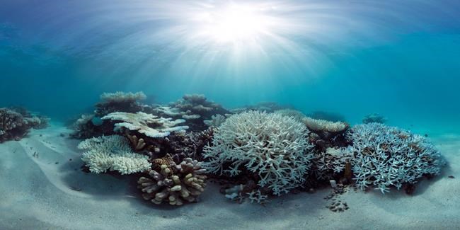 Scientists race to prevent wipeout of world's coral reefs | iNFOnews.ca