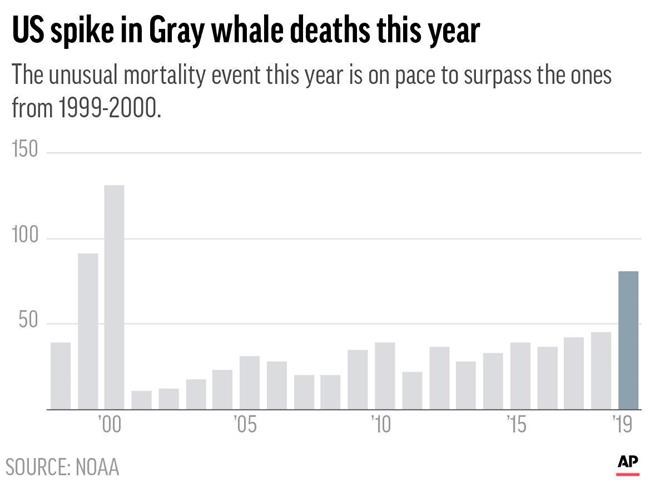 US agency seeks 'hosts' for rotting whales amid die-off | iNFOnews.ca CP1857085440