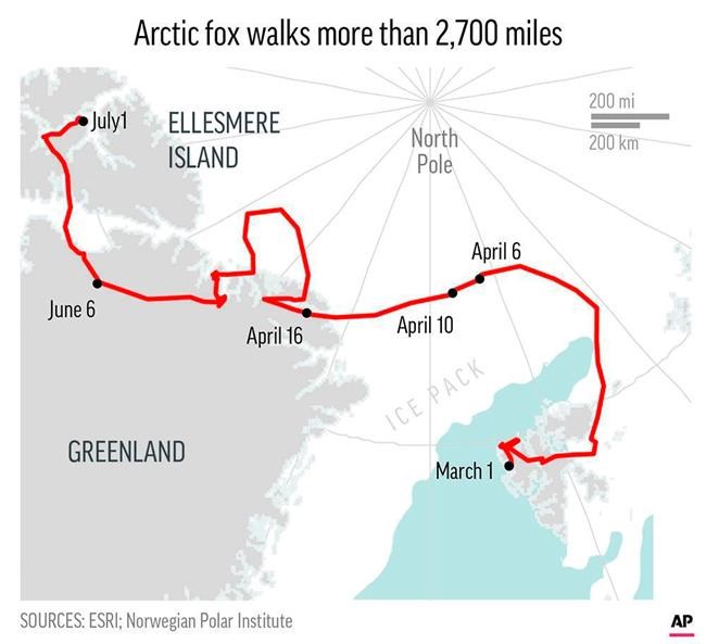 Correction: Norway-Fast Fox story | iNFOnews.ca