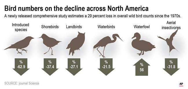 Where have the wild birds gone? 3 billion fewer than 1970 | iNFOnews.ca
