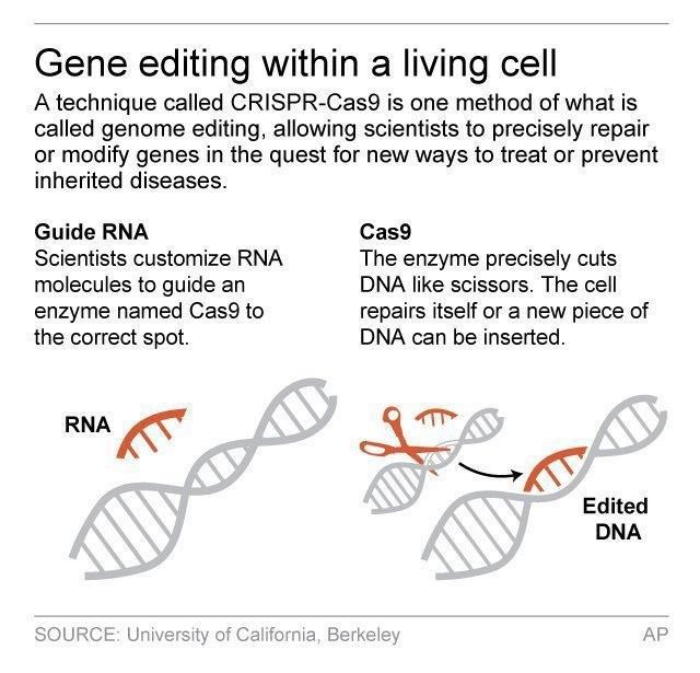 Could gene editing help avoid disease? Maybe | iNFOnews.ca