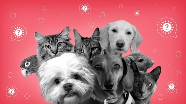 Can I get the coronavirus from my pet? | iNFOnews.ca